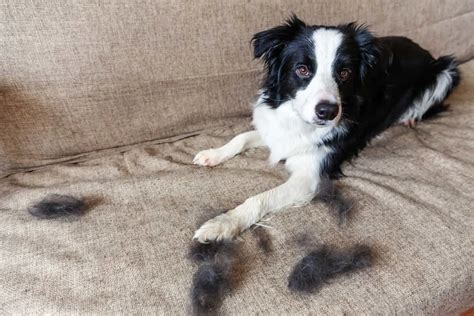 border collie shedding clumps